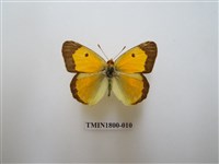 藏品(粉蝶科)的圖片